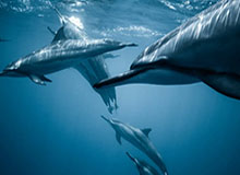 开云app-皖皖阿古朵大招砸到大司命，清清老夫子大闪留住苏烈打出零换二